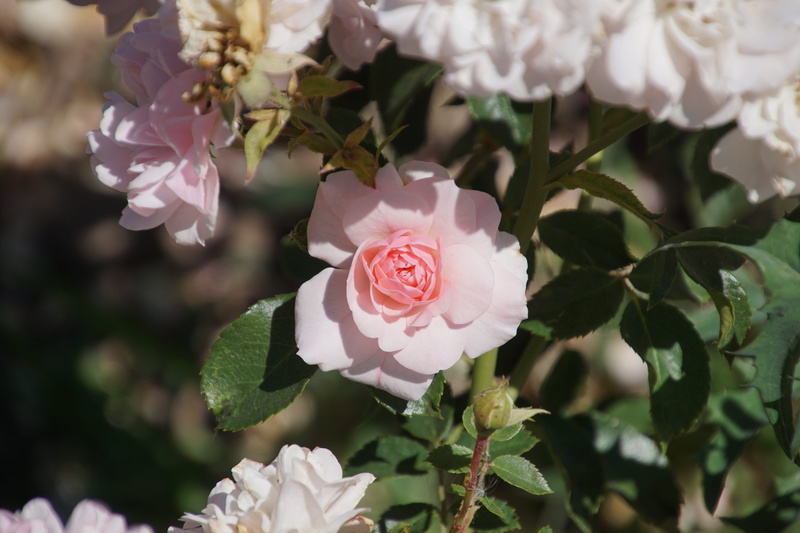rose, freshness, flower stalk, plant part, love, pink, flowering plant, plant, bloom, spring colours, growth, plants and flowers, spring, flower Head, flower