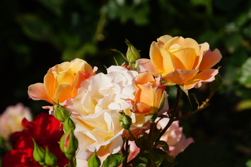 5K, flower stalk, beauty, day, red, close-up, breeding, no people, Blossom, flower, beauty In Nature, green, freshness, Rosaceae, rose - Flower, rose bloom