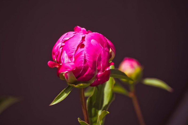 bud, inflorescence, pink, flower head, summer, rose blooms, black background, rose breeding, sepal, red, bush röschen, pink color, focus on foreground