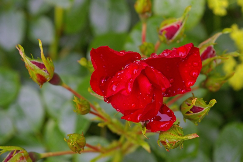 blossom, nature, fragility, day, beauty, focus on foreground, plant, love, growth, freshness, red rose, petal, garden, rose breeding, inflorescence, fragrance