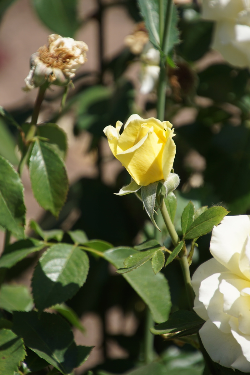 bright yellow, freshness, love, breeding, rose, white, spring colours, bouquet, queen of roses, valentines day, close, beauty, focus on foreground, rosaceae