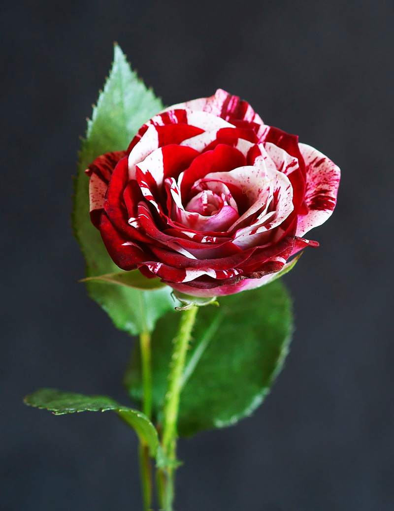 growth, romance, fragility, flowering plant, blossom, petals, flora, rose, leaves, freshness, 2K, red, beauty, roses, flower, nature, leaf, inflorescence