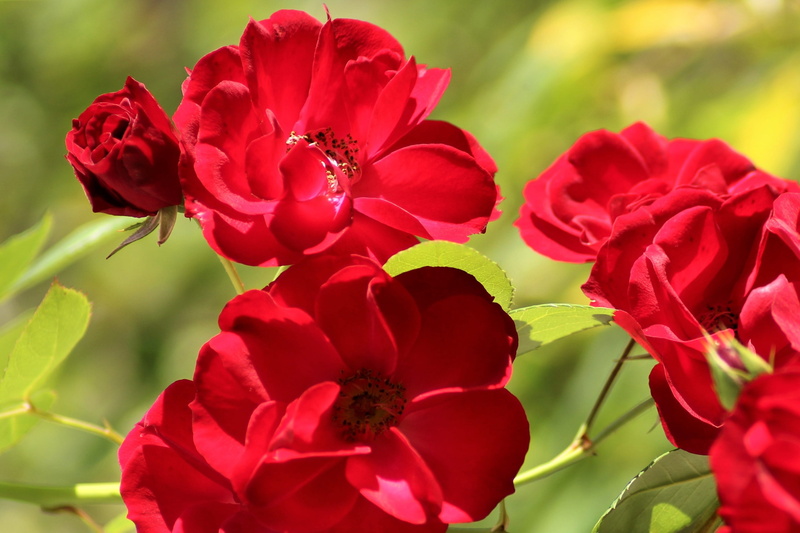 inflorescence, red bush roses, day, green, colorful, rose bloom, red roses, 2K, nature, close-up, garden rose, rose blooms, vibrant color, no people, focus on foreground