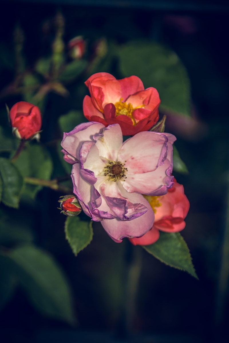 pink color, fragility, vulnerability, macro photography, inflorescence, rosaceae, macro, pollen, plant, breeding, beauty in nature, growth, outdoors, flower stalk