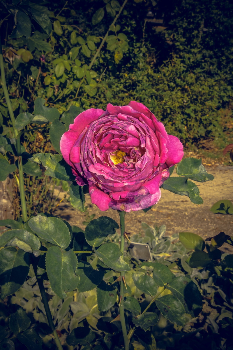 yellow, valentines day, rose breeding, summer, outdoors, form, 5K, beauty, bouquet, red, rosaceae, plant, flower head, freshness, softness, spring colours