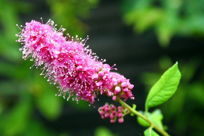 green color, bush, purple, bloom, rose, summer plant, plant, vulnerability, garden, pink color, petal, flower, leaf, growth, rose breeding, inflorescence