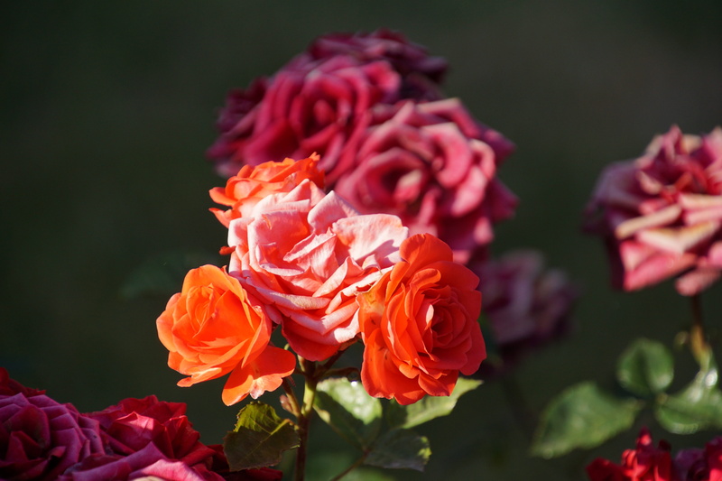 orange, no people, flower, 5K, softness, love, flowering plant, floristry voucher, rose breeding, green, beauty In Nature, flower Head, Blossom, vulnerability