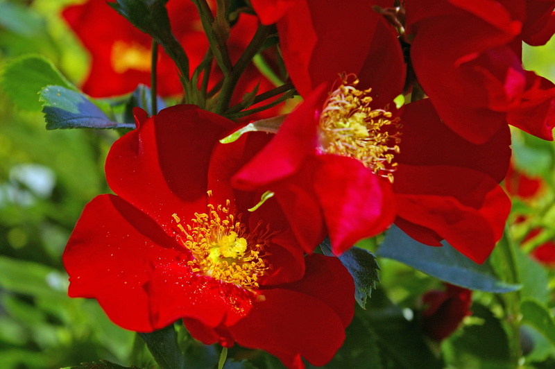 flower, close-up, garden, inflorescence, petal, ground cover rose, pollen, stamens, flower bed, day, summer flower, no people, poppy, roses, plant part