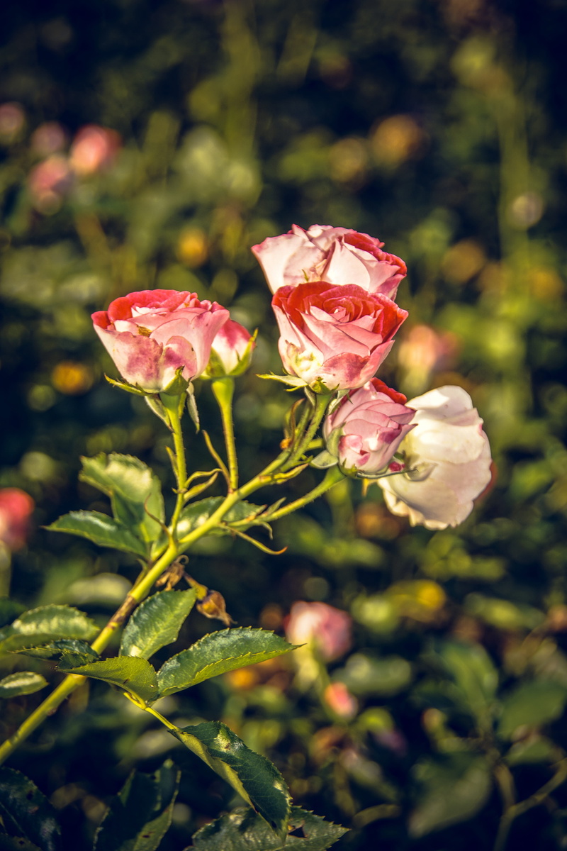 no people, love, flower, rosaceae, color, petal, bud, outdoors, pink color, focus on foreground, vulnerability, rose, day, freshness, green, plants and flowers