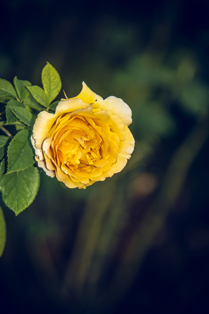 velvet, nature, beauty in nature, flower, freshness, outdoors, rosaceae, breeding, growth, plant, summer, 5K, spring colours, close-up, color, inflorescence