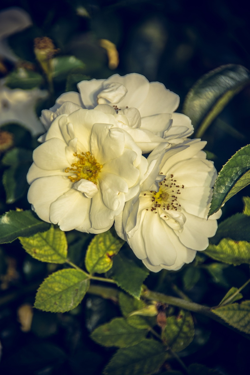 green, beauty in nature, close-up, rose, summer, rose bloom, close up, day, petal, plants and flowers, white color, focus on foreground, flower stalk, fragility