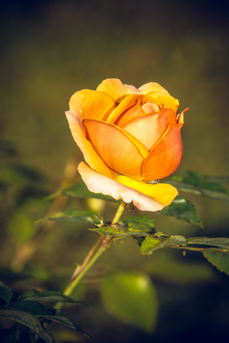 spring, rose - flower, flowering plant, flower, form, outdoors, spring colours, flower head, inflorescence, nature, breeding, sepal, fragility, close-up