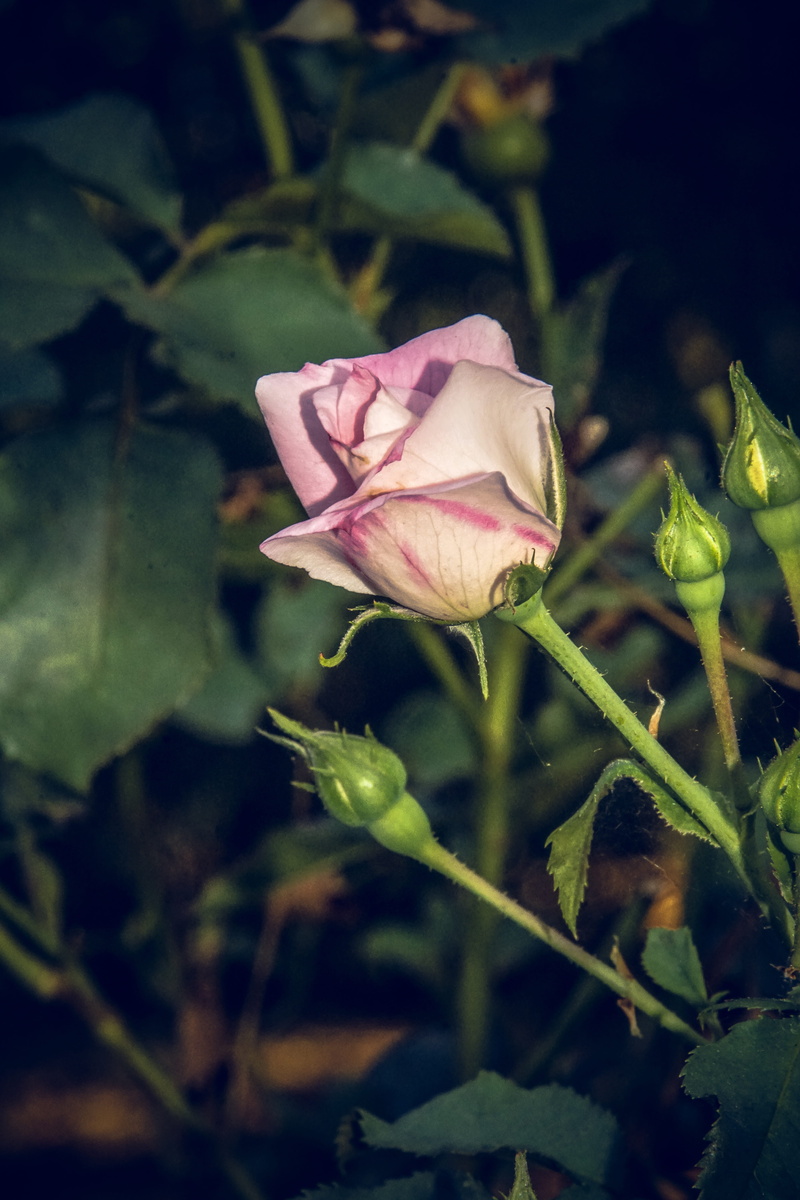 plant stem, close-up, floristry voucher, nature, flower head, bouquet, spring colours, rose - flower, freshness, plant, leaf, flower stalk, velvet, rose