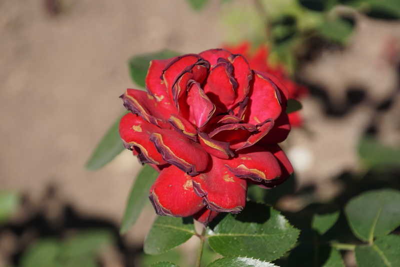 outdoors, summer, rose breeding, beauty in nature, macro photography, plants and flowers, no people, rose, fragility, red, floristry voucher, blossom, plant