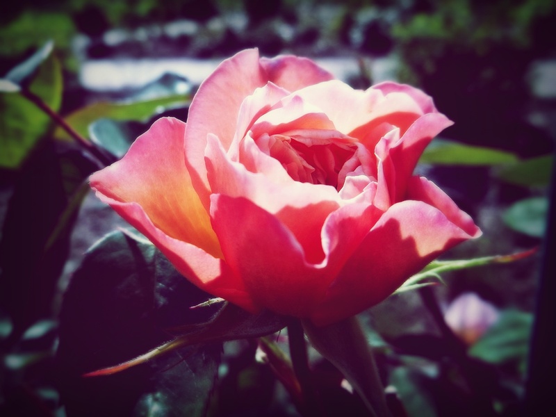 hell, purity, love, close, outdoors, blossom, sweet, fragrance, rose - flower, inflorescence, vulnerability, fragility, rose greenhouse, nature, red, petal