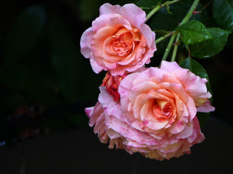 vulnerability, plant part, blossom, fragility, growth, love, background, nature, pink rose, beauty in nature, rose bloom, bloom, leaf, flower head, black background