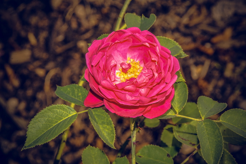 bouquet, flower, flower head, flower stalk, valentines day, rose breeding, spring, red, inflorescence, velvet, leaf, plant part, focus on foreground, outdoors