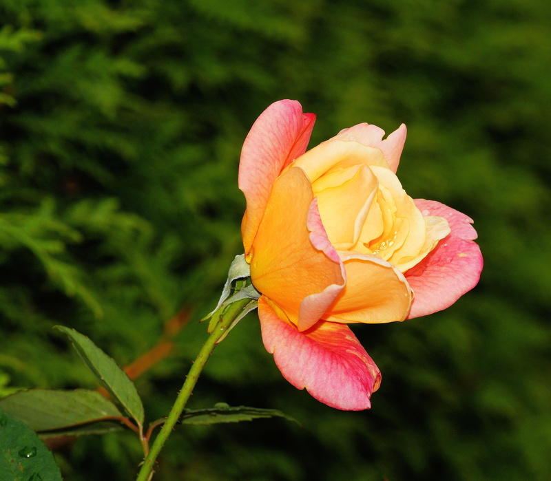 flower head, growth, focus on foreground, nature, inflorescence, flower, freshness, botany, rose - flower, plant, rose breeding, bloom, petal, flowering plant