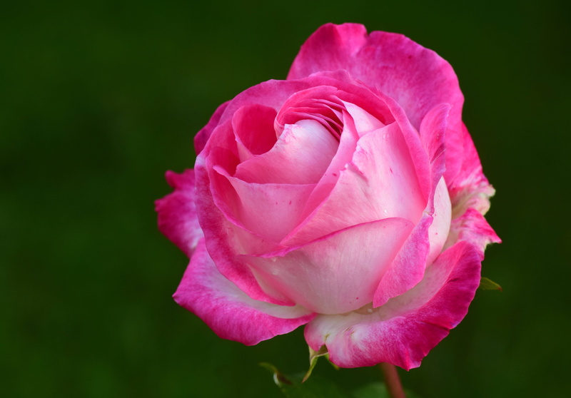 floribunda, rose, flower garden, pink roses, pink rose, growth, open rose, bloom, flowering plant, fragility, outdoors, vulnerability, flower, rose - flower