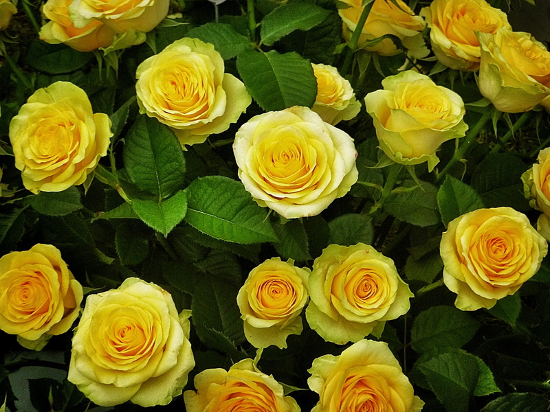 no people, fragility, yellow roses, flowers, flower head, high angle view, bouquet, rose - flower, 4K, rose, roses are in bloom, leaf, glowing flowers