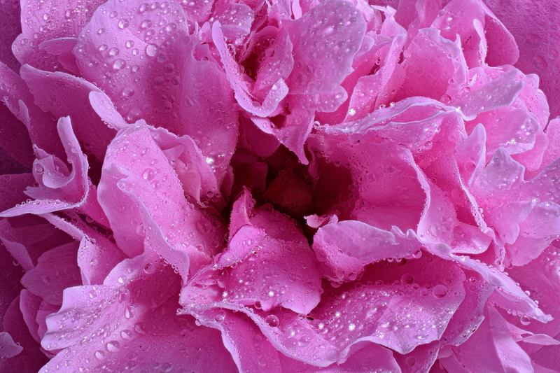 freshness, pink, dewdrop, softness, garden, petal, close up, pink flowers, flowering plant, plant, drop, inflorescence, pink color, drop of water, rose