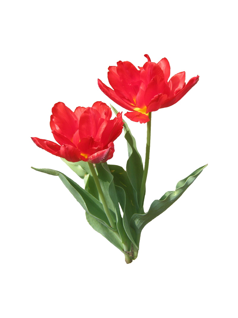 flower arrangement, flower, indoors, Spring, vulnerability, Blossom, beauty in nature, Bloom, white background, no people, bloom, leaf, rose - flower, inflorescence