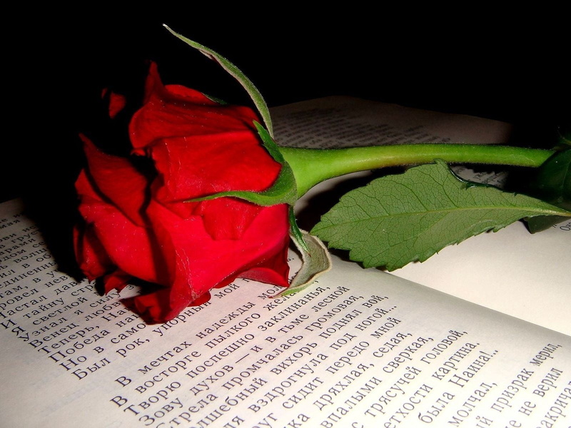 book, leaf, black background, wilted plant, rose, love, text, red, no people, flowering plant, flower, bud, close-up, 720P, positive emotion, plant, rose - Flower