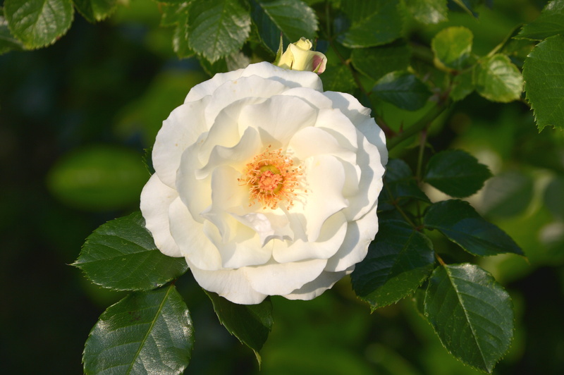 fragility, close-up, beauty in nature, freshness, leaf, plant part, day, flowers, open rose, blossom, focus on foreground, inner wheel, close, white color