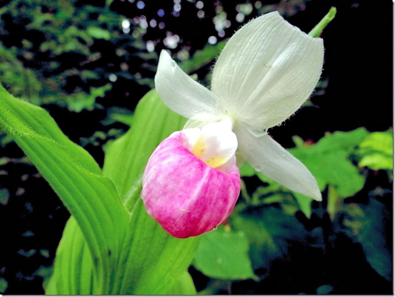 plant, single Flower, nature, fragility, plant part, Beautiful, leaf, growth, pink Color, petal, inflorescence, vulnerability, no people, Lady Slipper