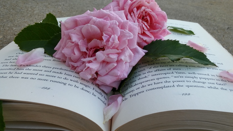 roses, no people, pink, book, flowering plant, 4K, freshness, flower, close-up, inflorescence, publication, leaf, bouquet, flower petals, pink color, fragility