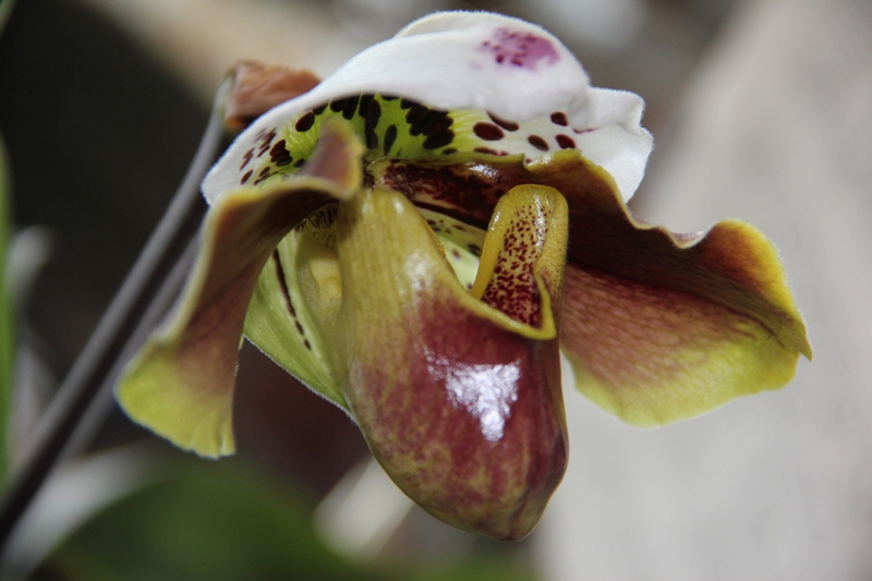 leaf, lady, plant, brown, flowering plant, focus on foreground, Flower, macro, freshness, vulnerability, petal, green, Orchid Flower, 4K, flower Head