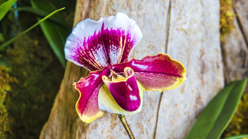 no people, fragility, florist, vibrant, freshness, orchid, outdoors, close-up, beauty in nature, purple, pink color, inflorescence, ladies slipper, flower