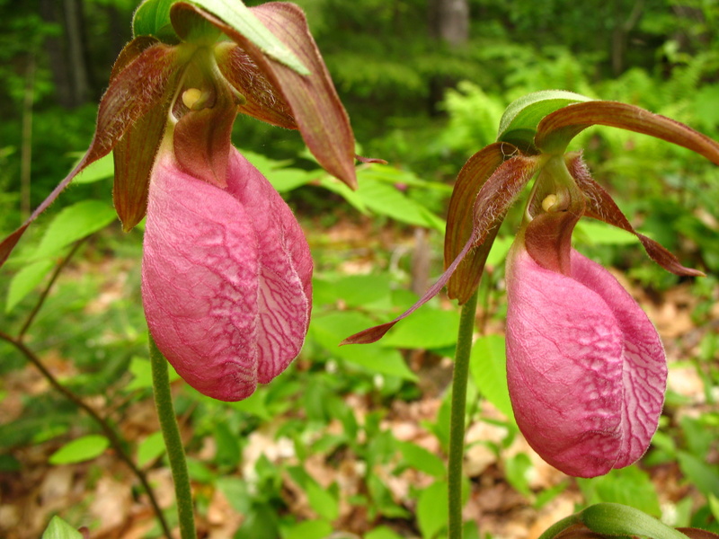 day, wildflower, 2K, orchid, freshness, close-up, maroon, forest, bloom, vulnerability, botany, flower, no people, pink, growth, flower head, cypripedium