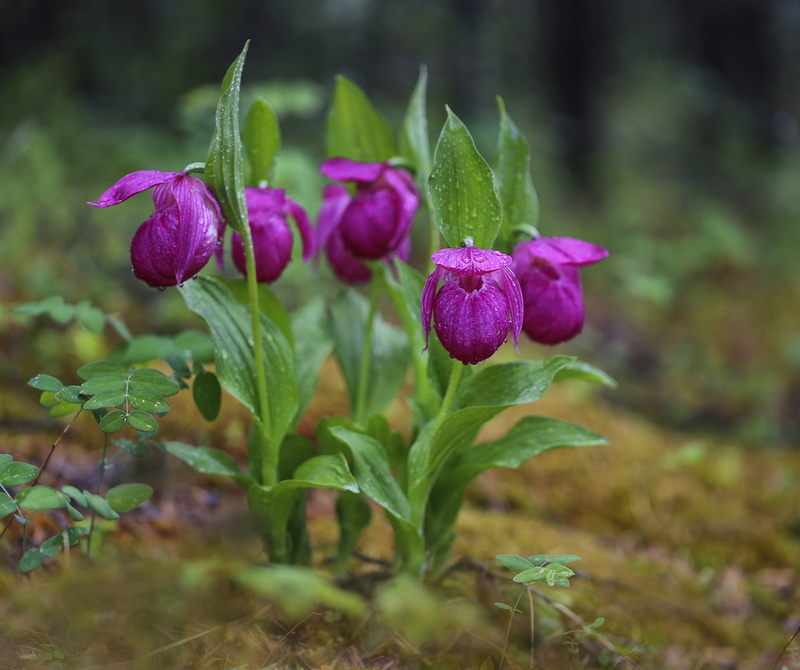 flowers, water, summer, 1080P, nature, drops, the ladys slipper
