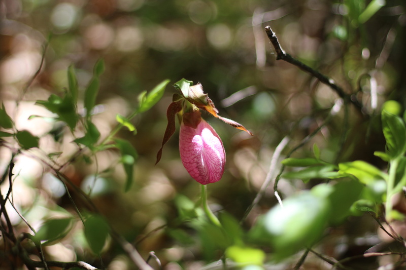 leaf, day, petal, lady slipper, focus on foreground, nature, beauty in nature, pink, united states, woods, flowering plant, freshness, inflorescence, new hampshire