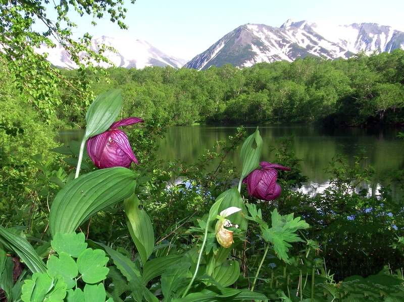 the red book of russia, day, the ladys slipper large-flowered, flower, mountain, floating on water, shearling, slipper, tranquility, 1080P, flowering plant