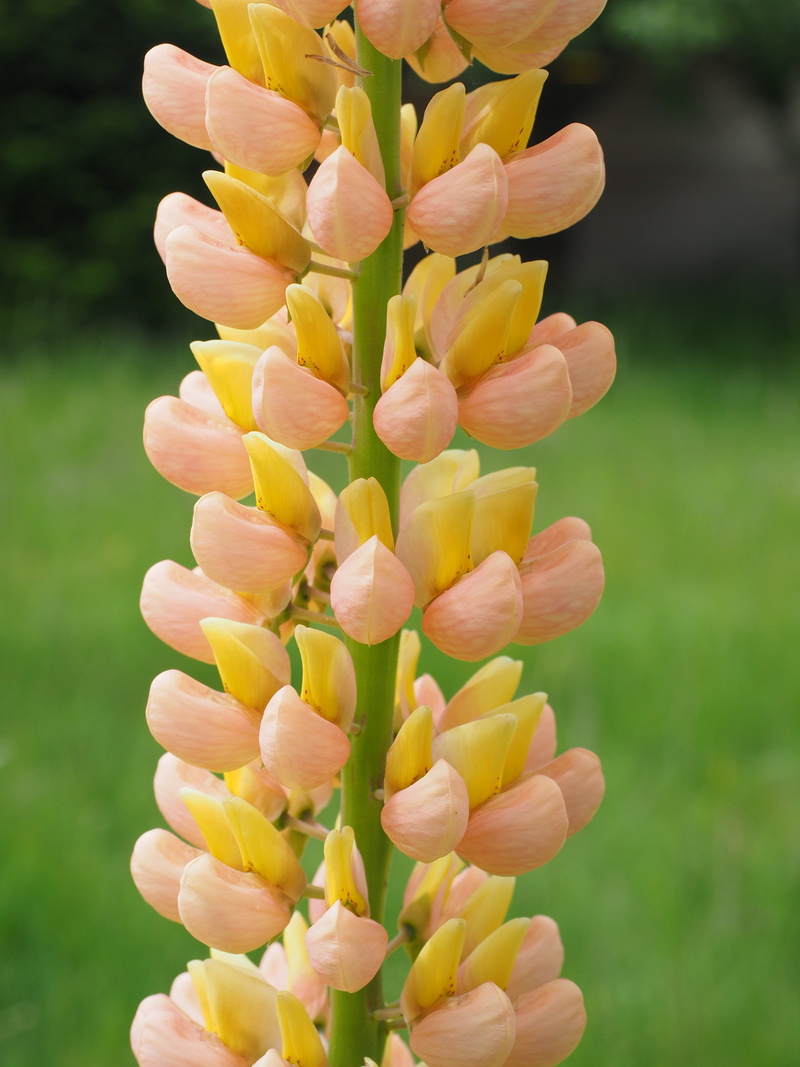 4K, lupine, butterfly flower, sheeted lupine, bloom, mouth, faboideae, shuttle, petal, plant, flower petals, hemikryptophyt, slipper similar, field, fragility