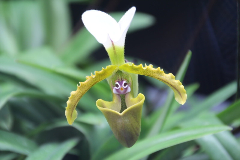 flower head, orchid, green color, plant, vulnerability, nature, freshness, no people, leaf, fragility, beauty in nature, close-up, slipper orchid, petal