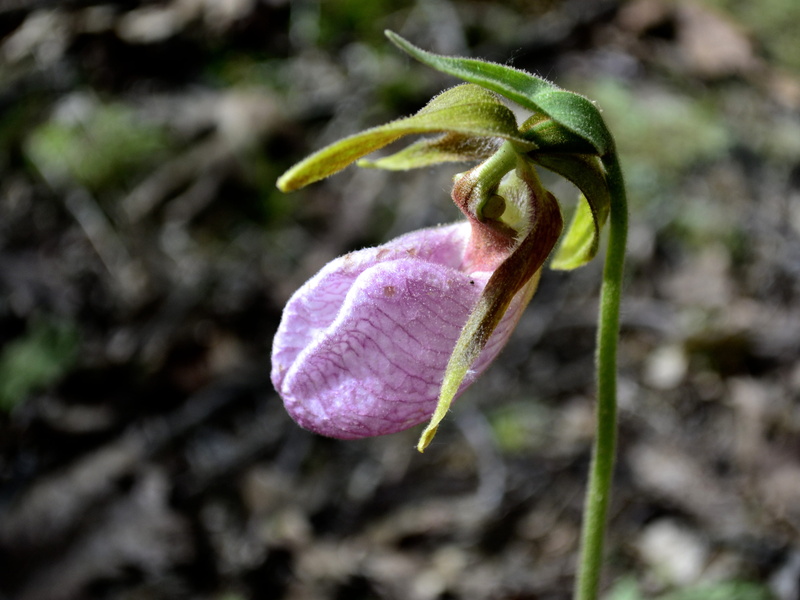 outdoors, petal, springtime, plant, botany, freshness, sepal, flowering plant, slipper orchid, beauty in nature, growth, day, no people, leaf, 4K, nature