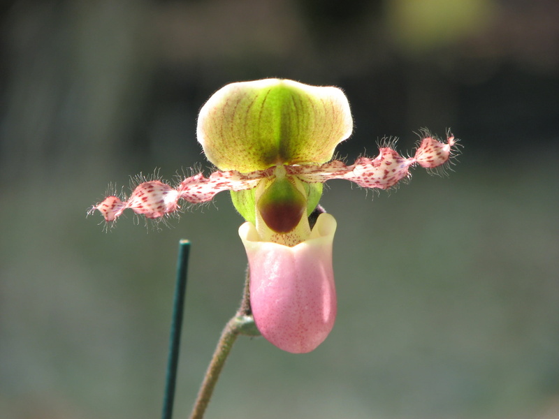 bud, growth, wilted plant, flower, plant stem, softness, slipper flower, plant, flower head, no people, vulnerability, sepal, beauty in nature, fragility