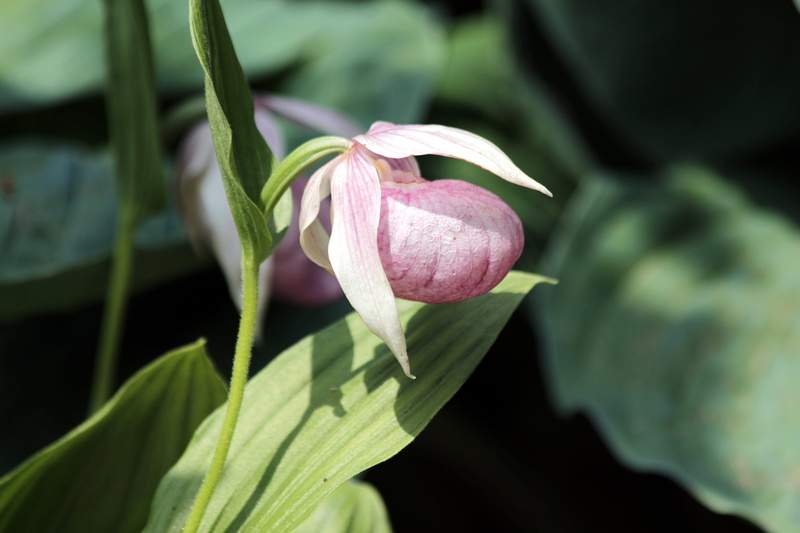 flower head, inflorescence, summer, unusual, protected, cypripedium, no people, flowering plant, flower, outdoors, bloom, plant part, growth, flora, springtime