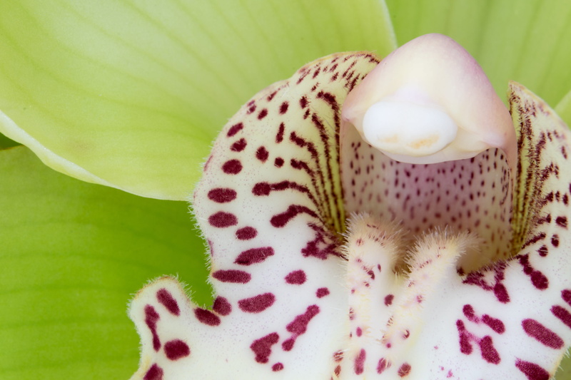 5K, schnittblume, asia, exotic, green color, inflorescence, purple, plant, flowers lip, vulnerability, orchidaceae, cymbidium, floristry, pollen, freshness
