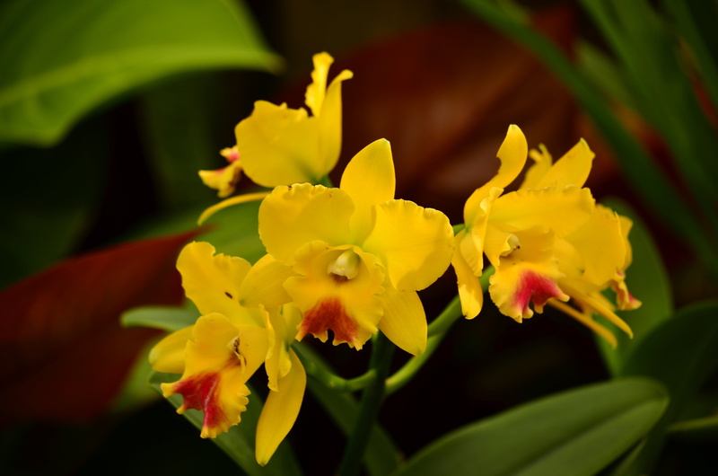 growth, no people, nature, outdoors, springtime, gardens, close-up, petal, yellow, flowers, blossom, inflorescence, flower, botanical, exotic, beauty in nature