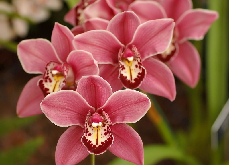 spring, petal, leaf, tropical Flower, beautiful nature, flowers, Orchid, best pink flowers, stem, petals, blossom, plant, botany, Cymbidium