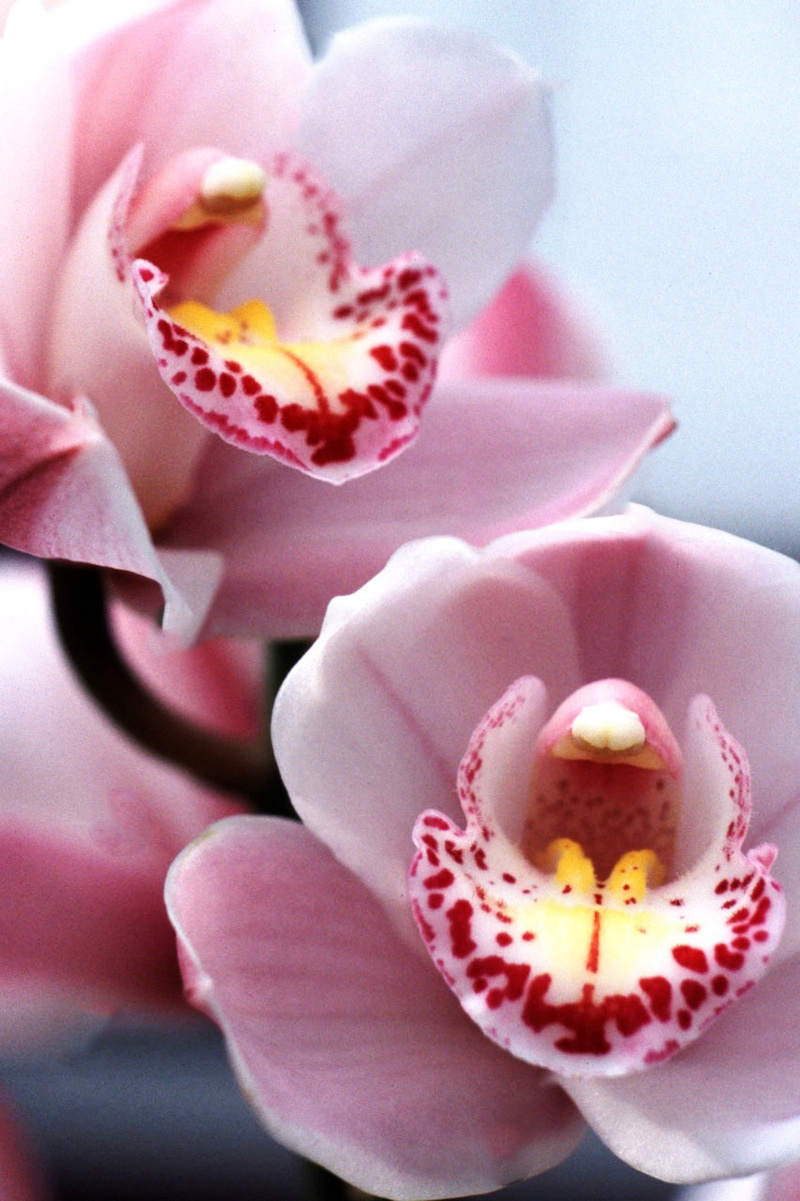 flower head, petal, close-up, cymbidium orchid, pollen, pink color, stamen, botany, orchid show, flowering plant, flower, 4K, no people, freshness, plant