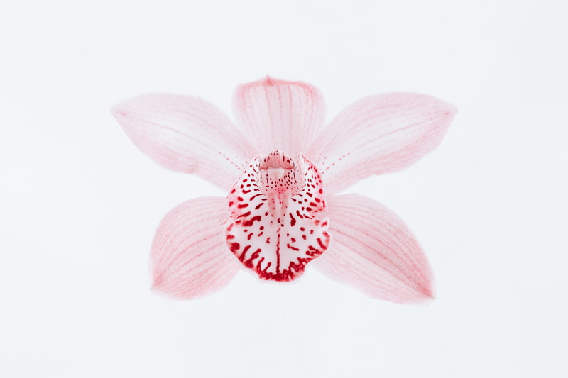 cut out, one, red, petals, orchid, 5K, flowering plant, inflorescence, white background, pink, pink color, close-up, macro, beauty in nature, fragility