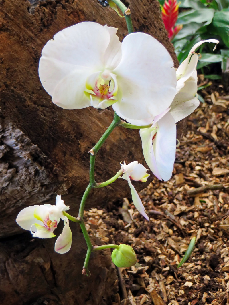fragility, vulnerability, orchid, petal, beauty in nature, white color, blossom, growth, close-up, land, nature, exotic, day, flower, springtime, cymbidium