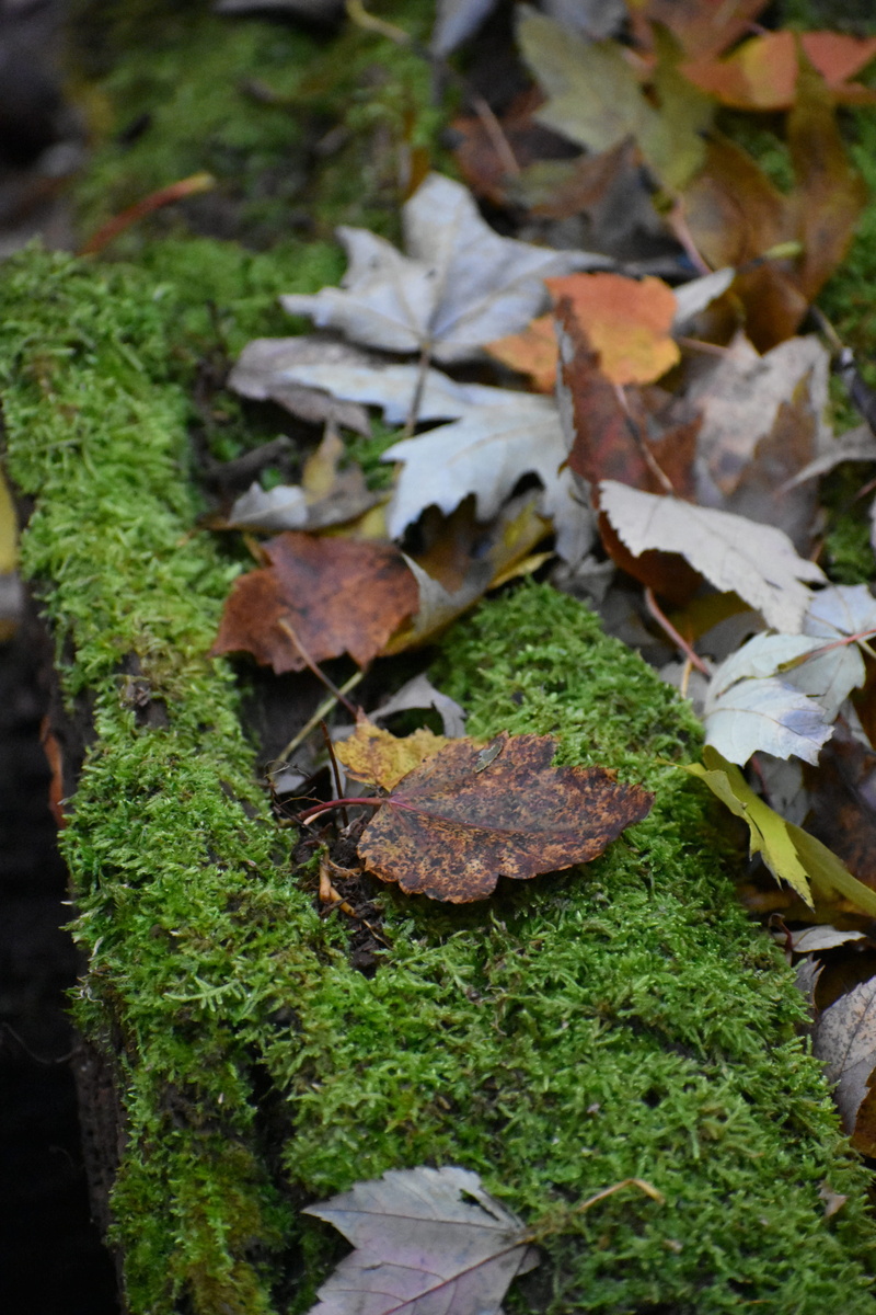 falling, green color, beauty in nature, fall, nature, no people, plant part, natural condition, plant, outdoors, high angle view, close-up, united states