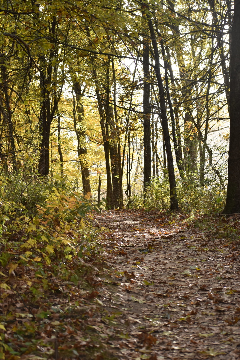 growth, 4K, covered, fall, change, day, nature, leaves, non-urban scene, tree, outdoors, autumn, branch, light, spring, trail, trees, flora, beauty in nature