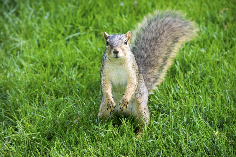 fauna, green, midday, nature, brown, campus, sunny, michigan  state, outdoors, tail, rodent, grass, paws, eye, squirrels, mammal, green grass, animal, squirrel
